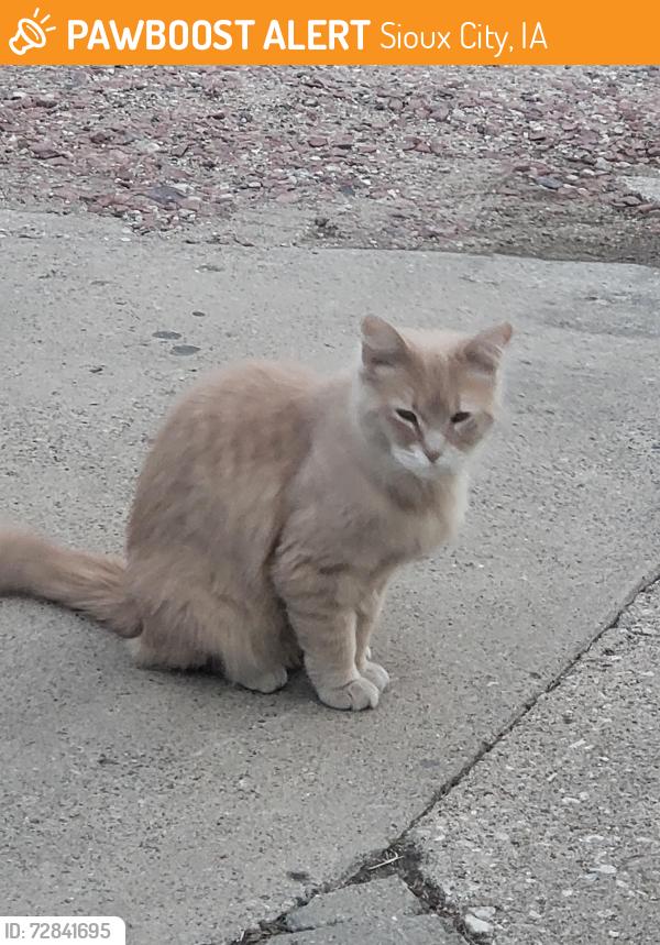 Found/Stray Unknown Cat last seen 10th and S. Alice , Sioux City, IA 51106
