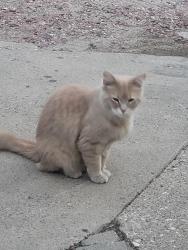 Found/Stray Unknown Cat last seen 10th and S. Alice , Sioux City, IA 51106
