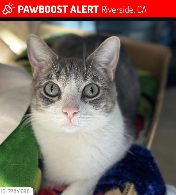 Lost Male Cat last seen Near Holly ln, Riverside, CA 92503