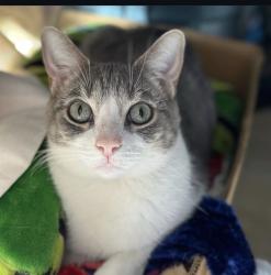 Lost Male Cat last seen Near Holly ln, Riverside, CA 92503