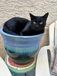 Lost Female Cat last seen Sahara & Town Center, Summerlin South, NV 89135