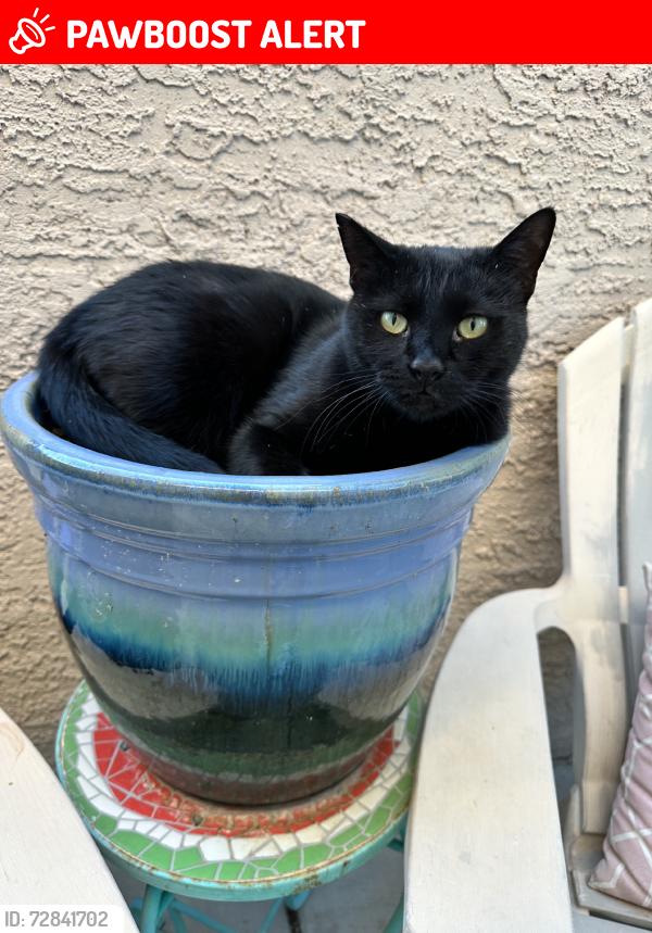 Lost Female Cat last seen Sahara & Town Center, Summerlin South, NV 89135