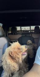 Lost Male Dog last seen Near Nw 56th Pl, okc ok 73112, Oklahoma City, OK 73112