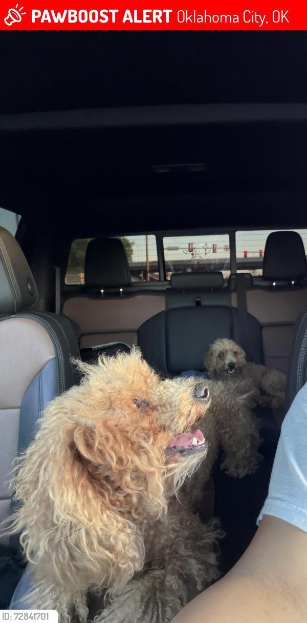 Lost Male Dog last seen Near Nw 56th Pl, okc ok 73112, Oklahoma City, OK 73112