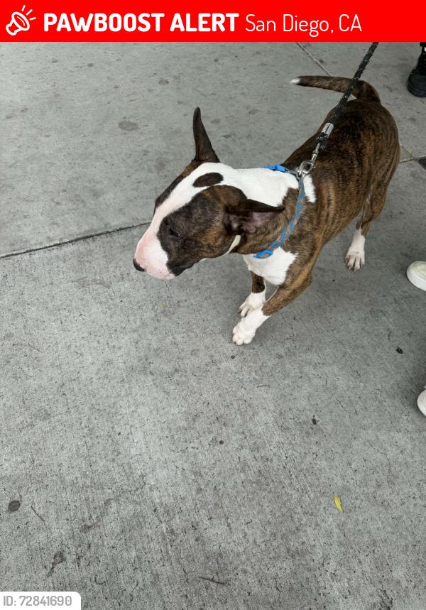 Lost Male Dog last seen Marlborough Ave, San Diego, CA 92105