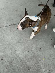 Lost Male Dog last seen Marlborough Ave, San Diego, CA 92105