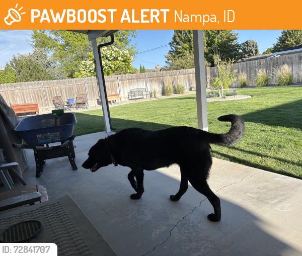 Found/Stray Unknown Dog last seen Canyon/Shoshone, Nampa, ID 83651