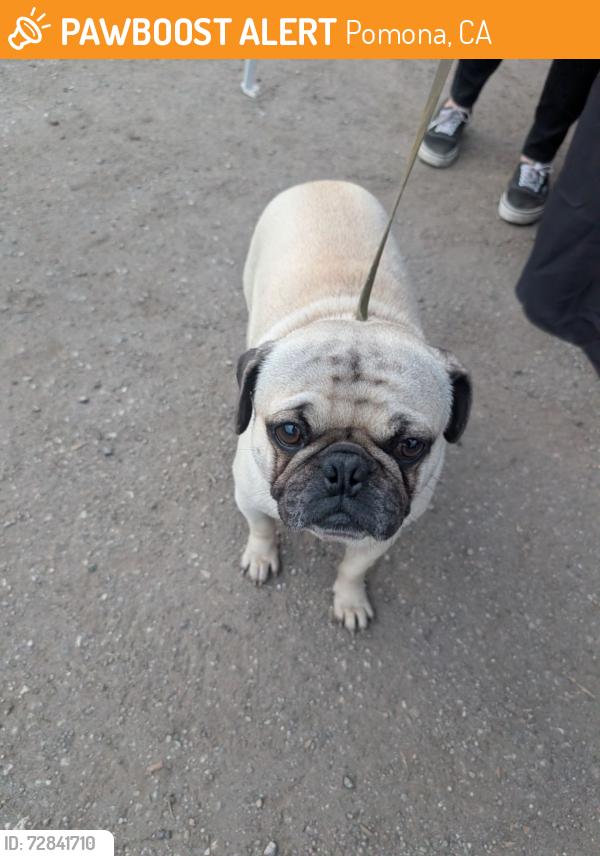 Found/Stray Unknown Dog last seen Near 1034 West Mission in Pomona, Pomona, CA 91766