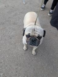 Found/Stray Unknown Dog last seen Near 1034 West Mission in Pomona, Pomona, CA 91766