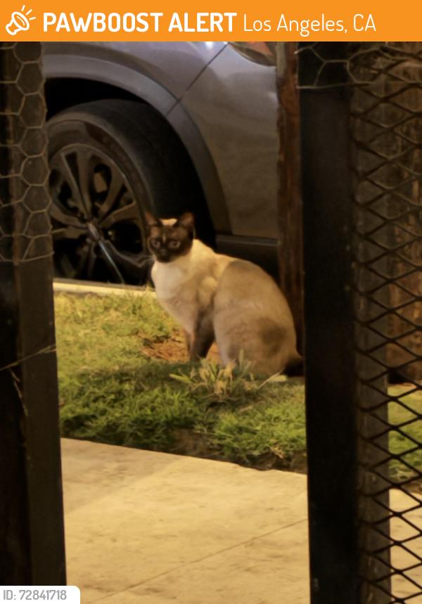 Found/Stray Unknown Cat last seen E 3rd street, Los Angeles, CA 90063