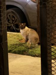 Found/Stray Unknown Cat last seen E 3rd street, Los Angeles, CA 90063
