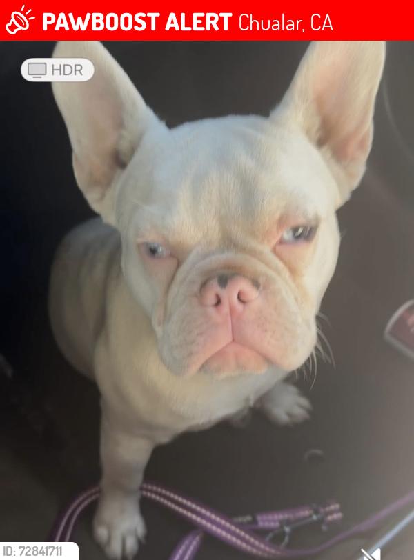 Lost Male Dog last seen Grant st an scott st in chualar ca,, Chualar, CA 93925