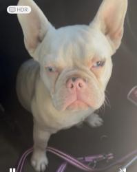 Lost Male Dog last seen Grant st an scott st in chualar ca,, Chualar, CA 93925