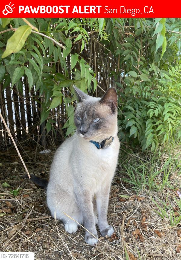 Lost Male Cat last seen Osler and Wheatstone st, San Diego, CA 92111