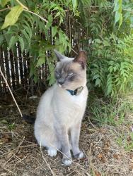 Lost Male Cat last seen Osler and Wheatstone st, San Diego, CA 92111