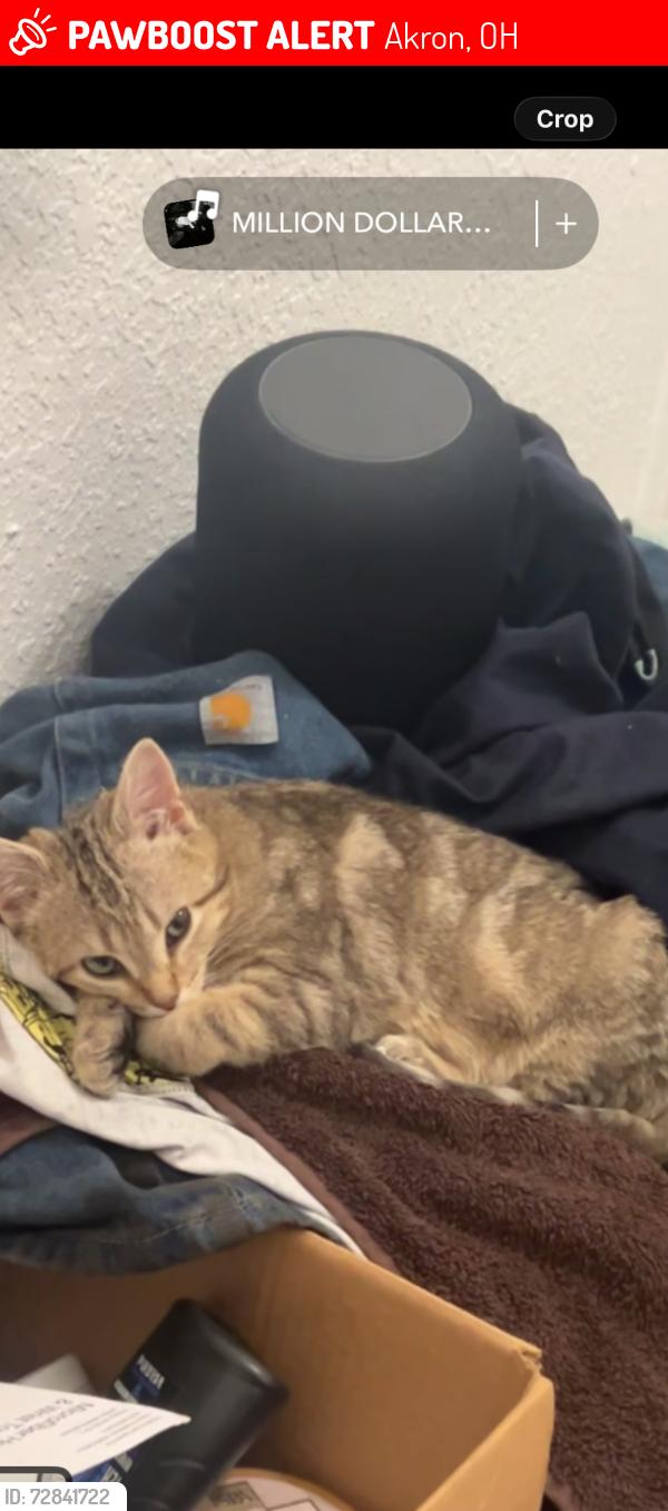 Lost Female Cat last seen Near this streeet :/, Akron, OH 44305