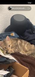 Lost Female Cat last seen Near this streeet :/, Akron, OH 44305