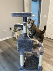 Lost Male Cat last seen 154th place rd in Marion oaks, Ocala, FL 34473