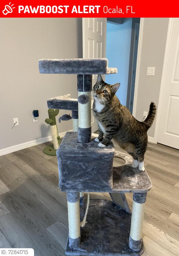 Lost Male Cat last seen 154th place rd in Marion oaks, Ocala, FL 34473