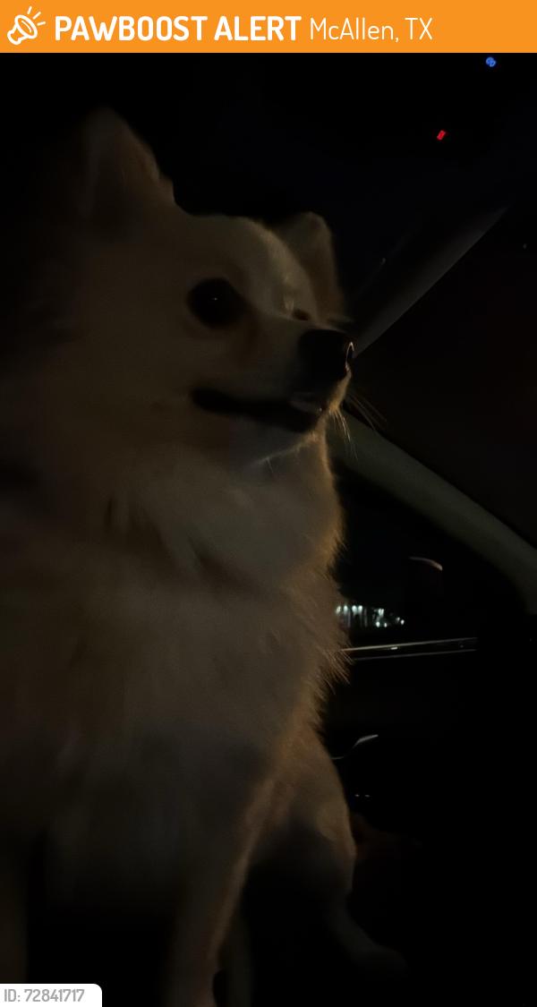 Found/Stray Female Dog last seen north McAllen , McAllen, TX 78504