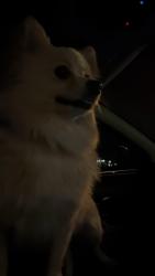 Found/Stray Female Dog last seen north McAllen , McAllen, TX 78504