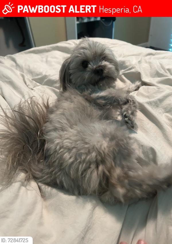 Lost Male Dog last seen maple park, Hesperia, CA 92344