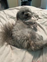 Lost Male Dog last seen maple park, Hesperia, CA 92344
