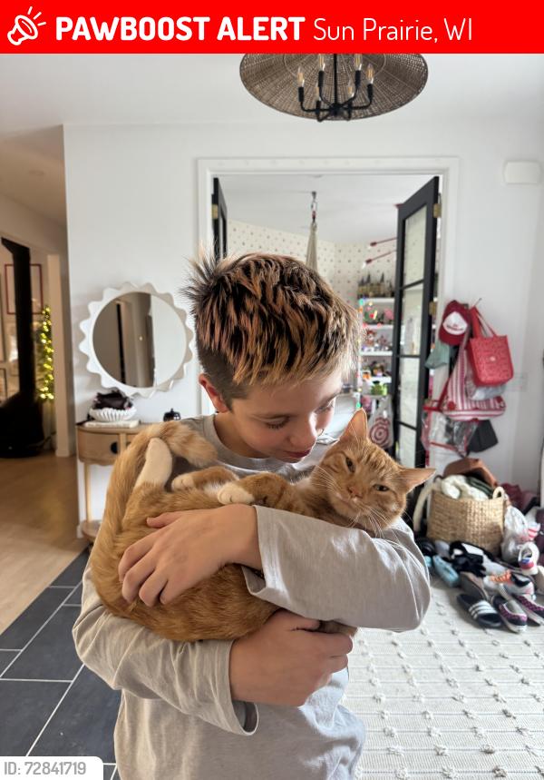 Lost Male Cat last seen Apple Valley off Highway C, Sun Prairie, WI 53590