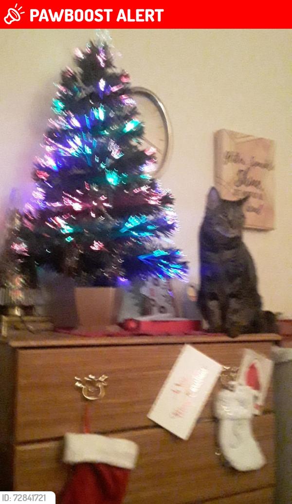 Lost Female Cat last seen S station sunset hwy, East Wenatchee, WA 98802
