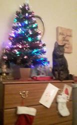 Lost Female Cat last seen S station sunset hwy, East Wenatchee, WA 98802