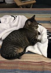Lost Male Cat last seen Gallup Dr near Shiprock in Deer Park, Deer Park, TX 77536