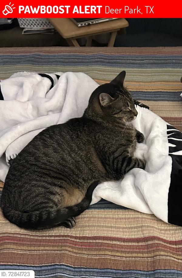 Lost Male Cat last seen Gallup Dr near Shiprock in Deer Park, Deer Park, TX 77536