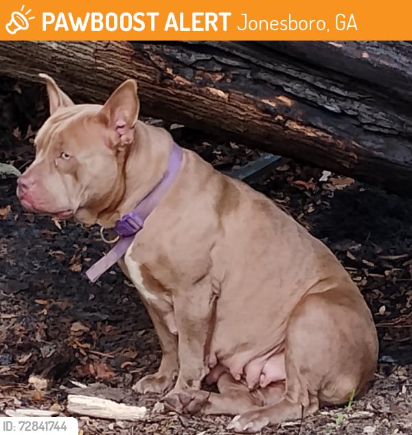 Found/Stray Female Dog last seen Neighborhood , Jonesboro, GA 30236