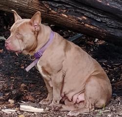 Found/Stray Female Dog last seen Neighborhood , Jonesboro, GA 30236