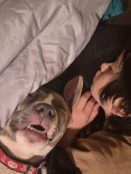 Lost Female Dog last seen Near w Wedington , Fayetteville, AR 72701