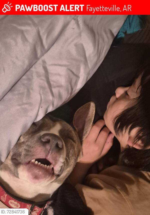 Lost Female Dog last seen Near w Wedington , Fayetteville, AR 72701
