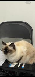 Lost Female Cat last seen Mariner high school, Cape Coral, FL 33993
