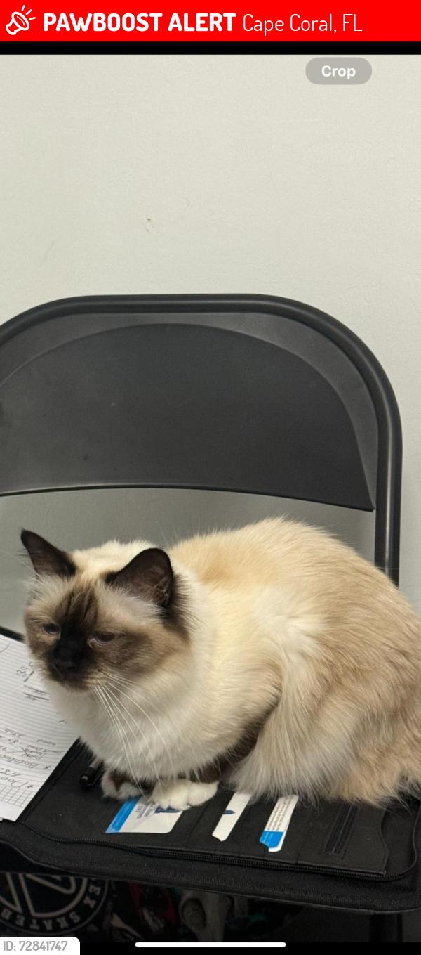 Lost Female Cat last seen Mariner high school, Cape Coral, FL 33993