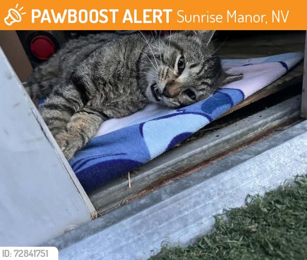 Found/Stray Male Cat last seen marion and stewart area, Sunrise Manor, NV 89115