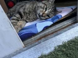 Found/Stray Male Cat last seen marion and stewart area, Sunrise Manor, NV 89115