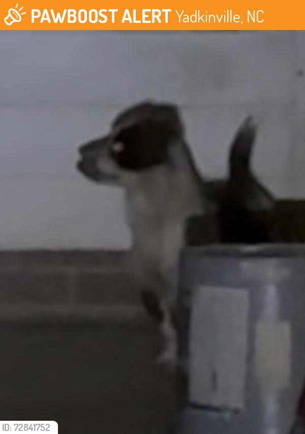 Found/Stray Male Dog last seen West main st and west lee ave, Yadkinville, NC 27055
