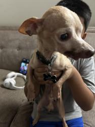 Found/Stray Male Dog last seen Near e main st, El Cajon, CA 92021