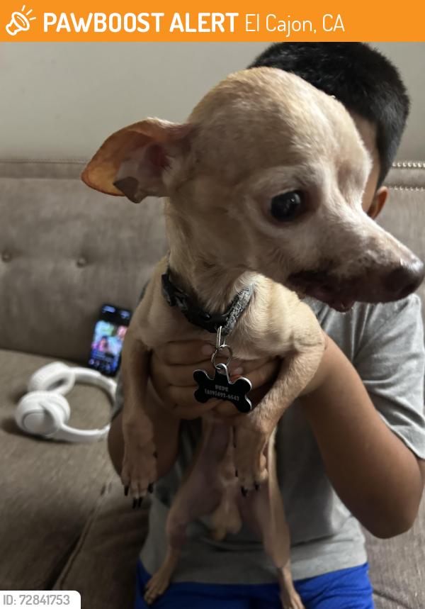 Found/Stray Male Dog last seen Near e main st, El Cajon, CA 92021