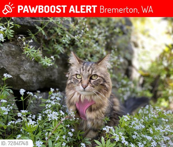 Lost Female Cat last seen Pitt ave, Bremerton, WA 98310