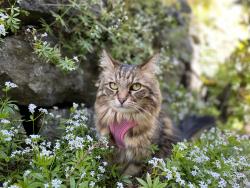 Lost Female Cat last seen Pitt ave, Bremerton, WA 98310
