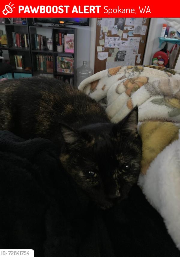 Lost Female Cat last seen W 5th ave, Spokane, WA 99204