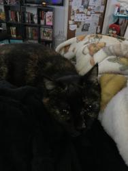 Lost Female Cat last seen W 5th ave, Spokane, WA 99204
