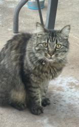 Reunited Female Cat last seen Lilac ln and Olinda , Brea, CA 92823