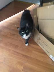 Lost Male Cat last seen 5500w 3800 s, West Valley City, UT 84128