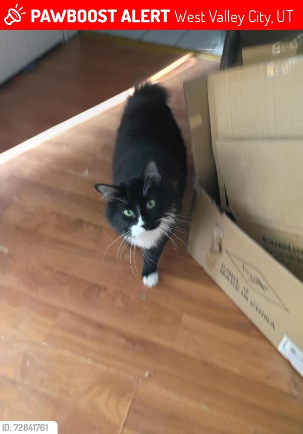 Lost Male Cat last seen 5500w 3800 s, West Valley City, UT 84128